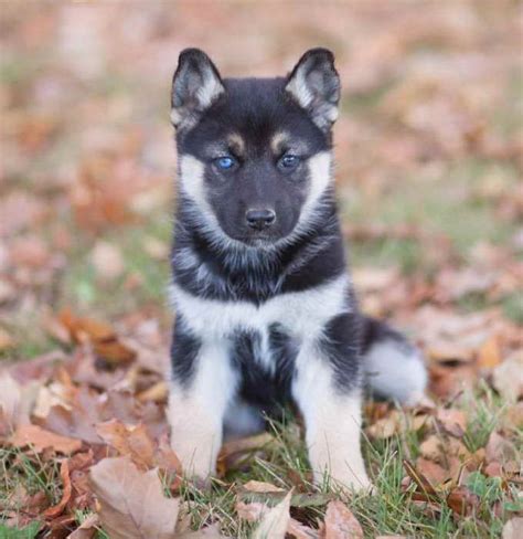 Akita german shepherd husky mix is a mixture of two breeds, and so the size ranges from medium to large. . Husky german shepherd mix puppy for sale